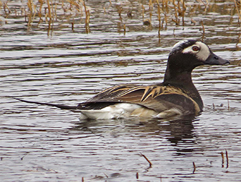 Long-tailed Duck
