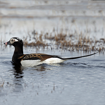 Long-tailed Duck