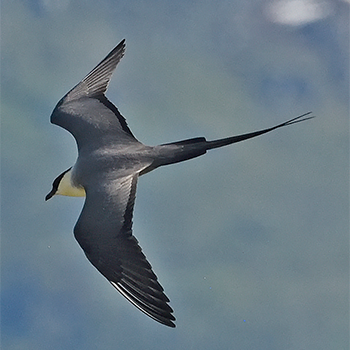 Long-tailed Jaeger