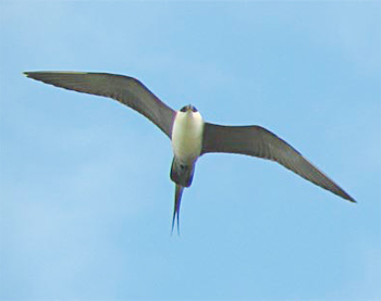 Long-tailed Jaeger