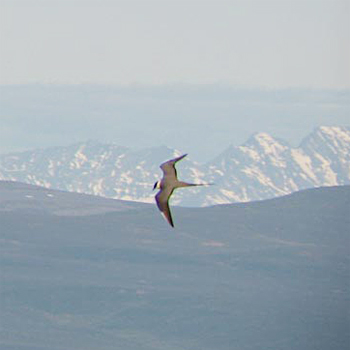 Long-tailed Jaeger