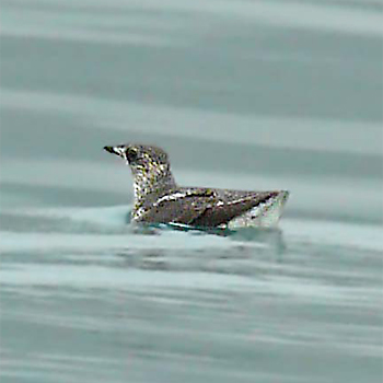 Marbled Murrelet