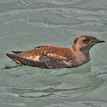 Marbled Murrelet