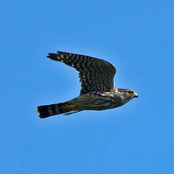 Merlin