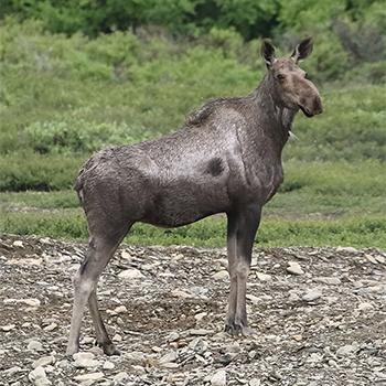 Moose