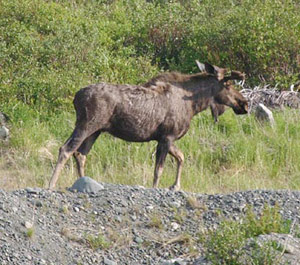 Moose