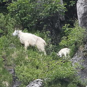 Mountain Goats