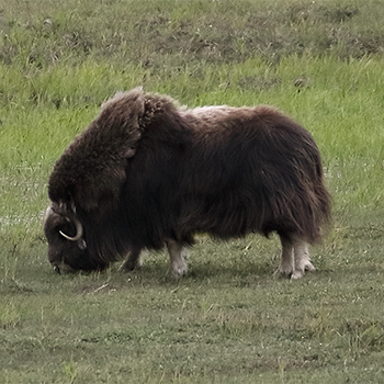 Musk Ox