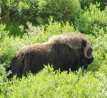 Muskox