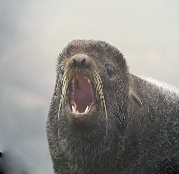 Northern Fur Seal
