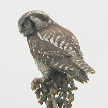 Northern Hawk Owl