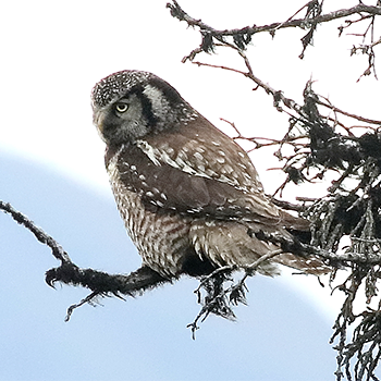 Northern Hawk Owl