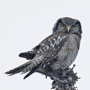 Northern Hawk Owl
