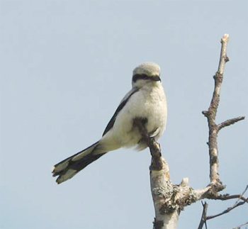 Northern Shrike