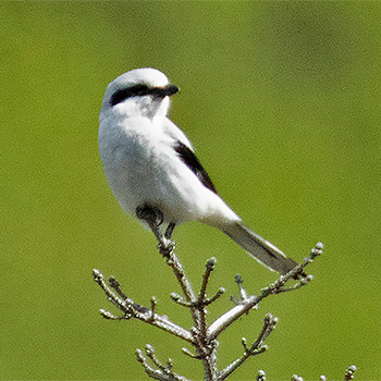 Northern Shrike