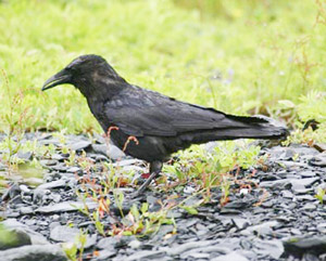 American Crow