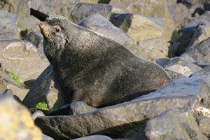 Northern Fur Seal