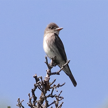 Olive-sided Flycatcher