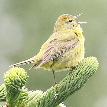Orange-crowned Warbler