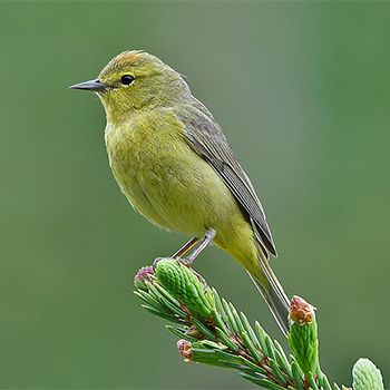 Orange-crowned Warbler
