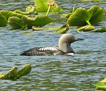 Pacific Loon