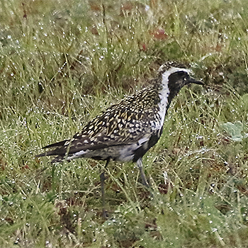 Pacific Golden Plover