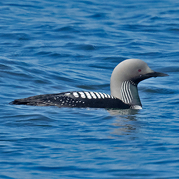 Pacific Loon