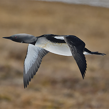 Pacific Loon