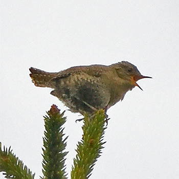 Pacific Wren