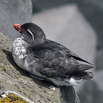 Parakeet Auklet