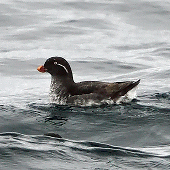 Parakeet Auklet