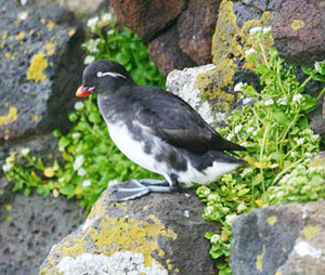 Parakeet Auklet