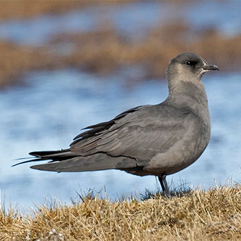 Parasitic Jaeger