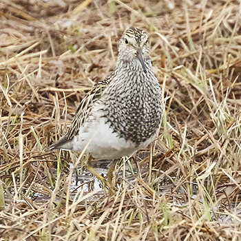 Pectoral Sandpiper