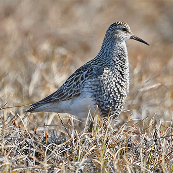 Pectoral Sandpiper
