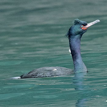 Pelagic Cormorant