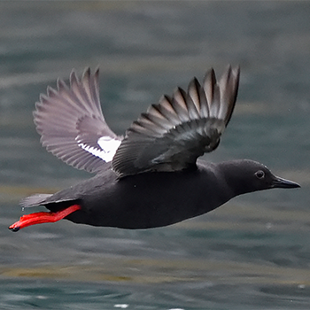 Pigeon Guillemot