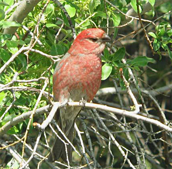 Pine Grosbeak