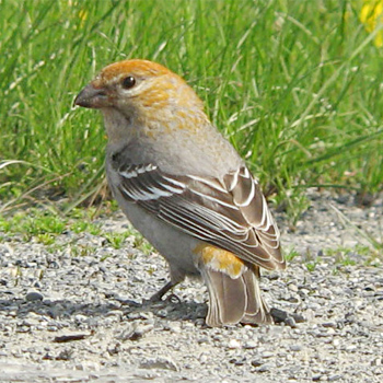 Pine Grosbeak
