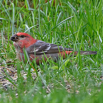 Pine Grosbeak