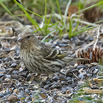 Pine Siskin