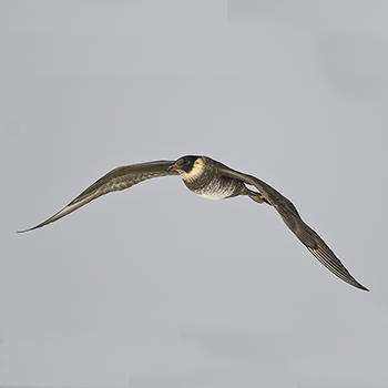 Pomarine Jaeger