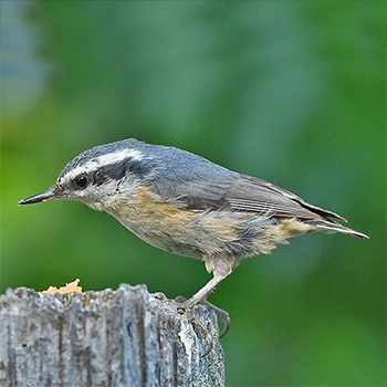 Red-breasted Nuthatch