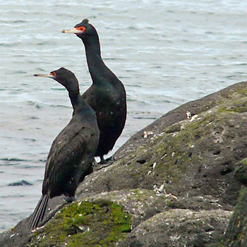 Red-faced Cormorants