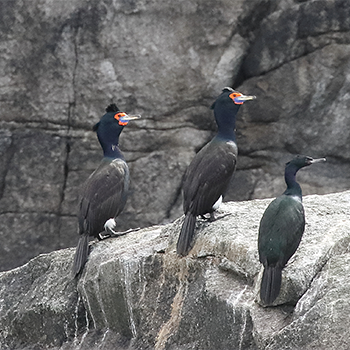 Red-faced Cormorants