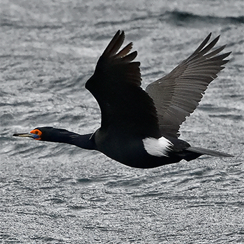 Red-faced Cormorant