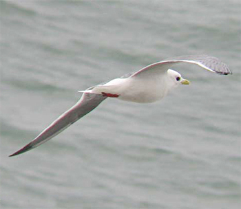 Red-legged Kittiwake