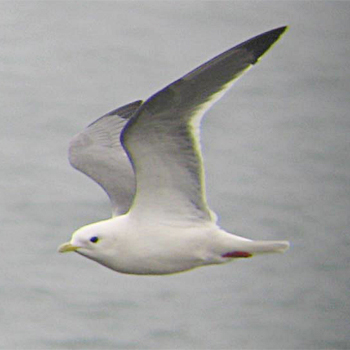 Red-legged Kittiwake