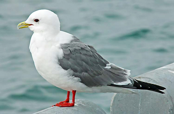 Red-legged Kittiwake