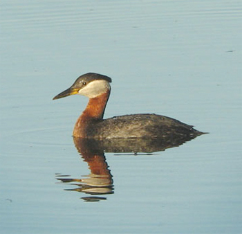 Red-necked Grebe